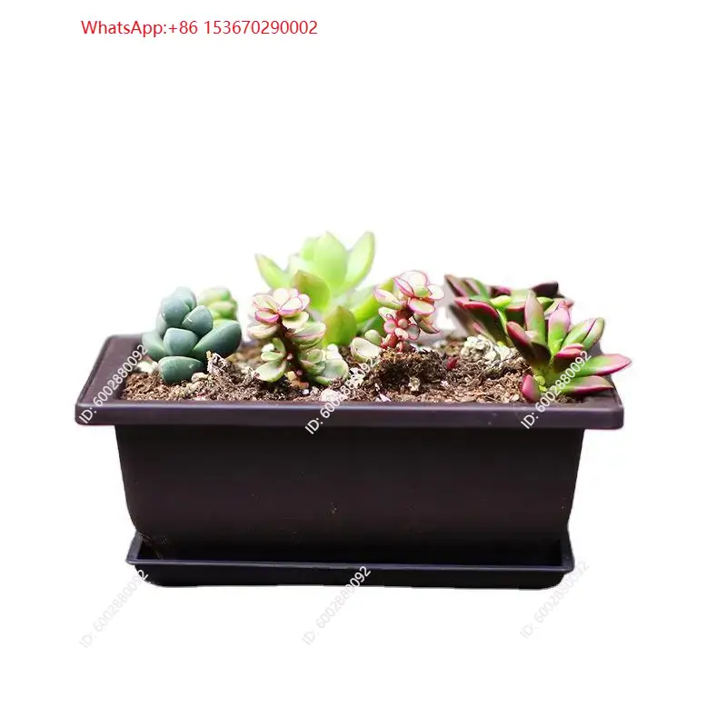 1 maceta de plástico con bande - Plant Pot reseña y precio